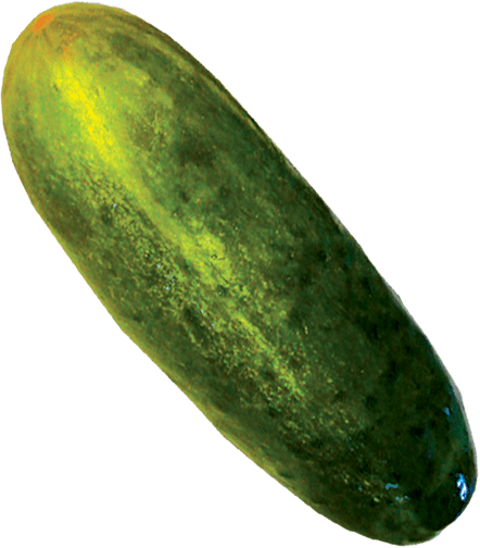 A whole Brooklyn full sour pickle